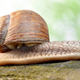 Image for article titled Researchers have created electricity generating "cyborg snails"